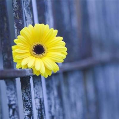 金沙集团9500官网