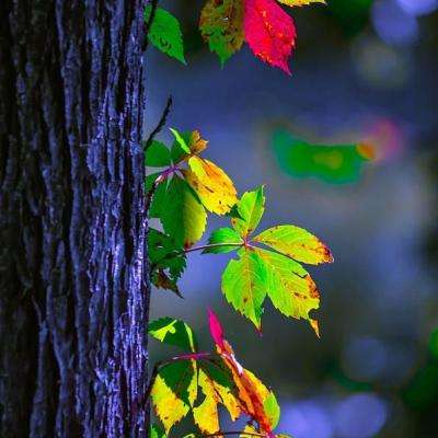 金博宝官网下载手机版